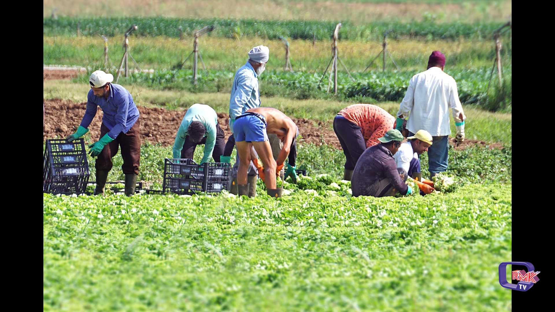  Lavoro, Regione finanzia progetti di agricoltura sociale per cittadini di Paesi terzi